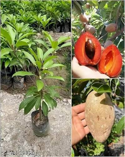 Red Sapota Plants — Sapota sapling available at Agro Nursery Garden